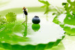 Miniature Figures playing golf on fruits