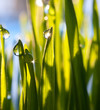 Foto: Gras Tautropfen Gras Tautropfen
