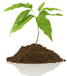 jeune litchi, concept protection de la nature