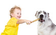 The child feeds a big dog. isolated on white