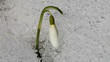 Schneeglöckchen - Schnee