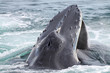 Humpback whale