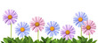 Daisy line