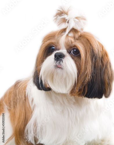 Photo: Shih Tzu dog in studio on a white background Shih Tzu dog in studio on a white background