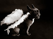 Hund