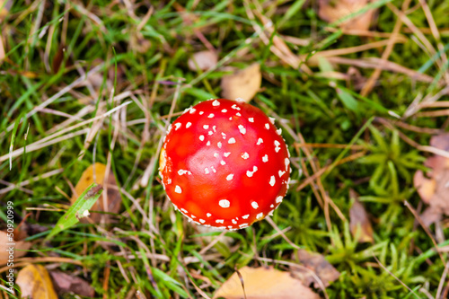 Photo: Fliegenpilz, Fly agaric Fliegenpilz, Fly agaric