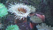 Small fish and Actinidia