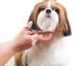 Foto: Grooming the Shih Tzu dog isolated on white Grooming the Shih Tzu dog isolated on white