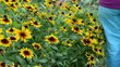 girl woman leg blue pants walk rudbeckia flowers garden
