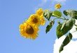 向日葵の花