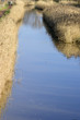 wetlands