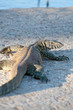 Haunting Varanus - Monitor Lizard