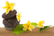 décor, végétal, floral, minéral