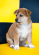 pretty puppy