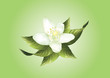 Vektor: white lemon flower white lemon flower