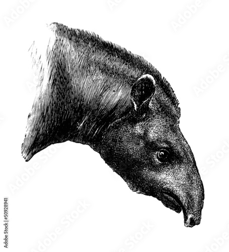Illustration: Tapir Head Tapir Head