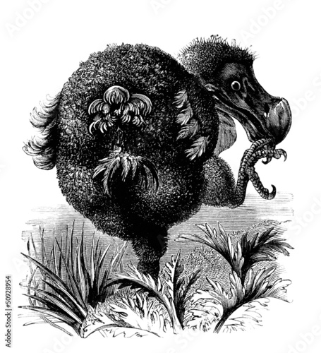 Illustration: Extinct Bird : Dodo - Dronte Extinct Bird : Dodo - Dronte