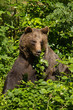 Braunbär (Ursus arctos)