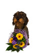 Dackel mit Blumenstrauß