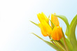 Foto: gelbe Tulpen gelbe Tulpen