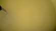 50930361