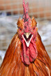 Angry bird