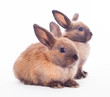 Two rabbits isolated on the white.