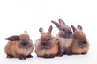 Four rabbits isolated on the white.