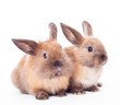 Two rabbits isolated on the white.