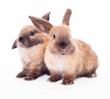 Two rabbits isolated on the white.