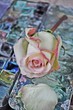 Rose und Aquarellfarben