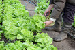 Farmer cutting fresh lettuce in greenhouse