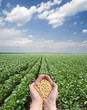 Human hand holding soybean, with soy field in back