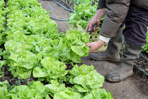 Photo: Farmer cutting fresh lettuce in greenhouse Farmer cutting fresh lettuce in greenhouse