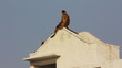 Video: entellus monkeys on building top in Pushkar India entellus monkeys on building top in Pushkar India