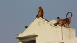 Video: entellus monkeys on building top in Pushkar India entellus monkeys on building top in Pushkar India