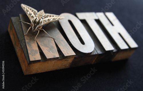 Photo: sphinx moth on old wood type word sphinx moth on old wood type word