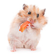 Hamster eating