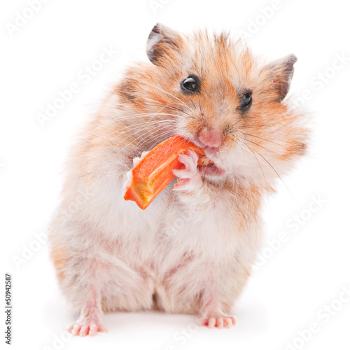 Photo: Hamster eating Hamster eating