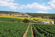 Vineyards, Cortes de la Frontera, Spain © Arena Photo UK