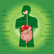 Human digestive system