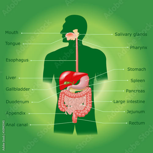 Illustration: Human digestive system Human digestive system