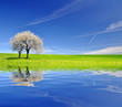 Blooming cherry tree in spring landscape