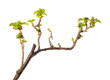Spring leaves on blackcurrant twig