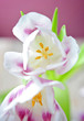 soft tulips