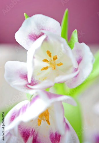 Photo: soft tulips soft tulips