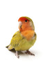 posing agapornis