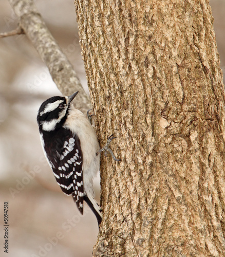 Photo: Female Downy Woodpecker Female Downy Woodpecker