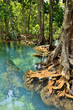 Mangrove forests
