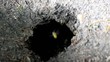 Wespenhöhle